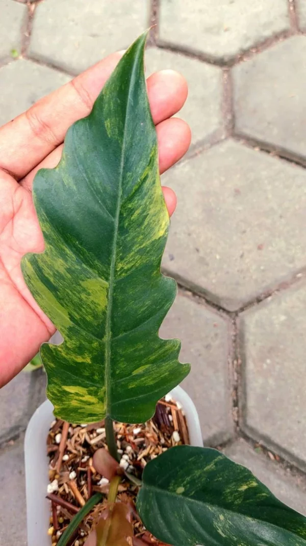 Variegated Caramel Marble – A Rare Philodendron Masterpiece - Image 4