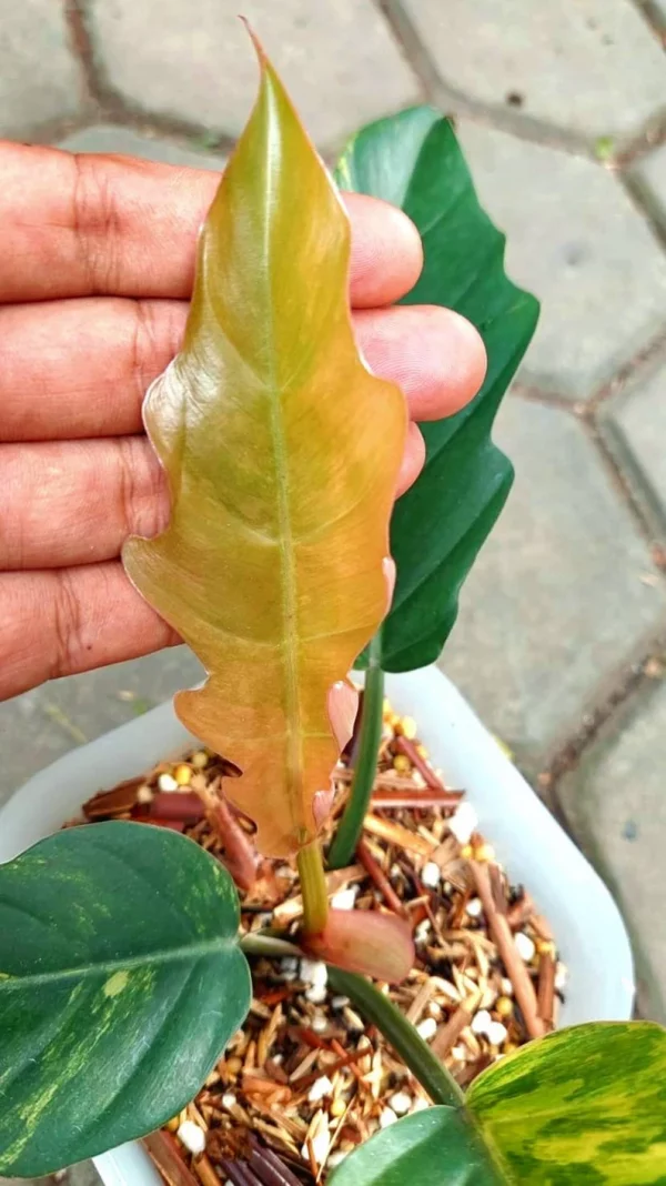 Variegated Caramel Marble – A Rare Philodendron Masterpiece - Image 2