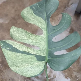 Monstera Mint Variegated