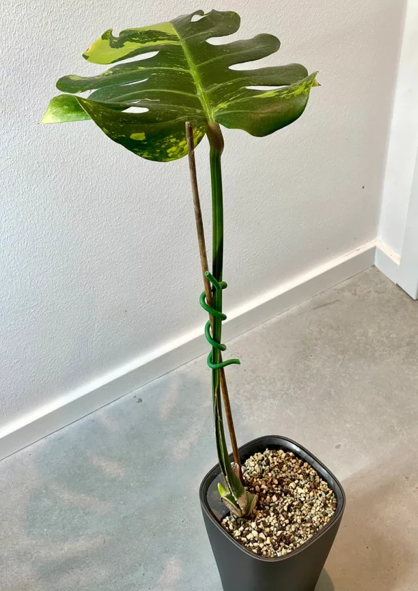 Monstera Deliciosa sport ‘green on green’ variegata - large form. Phyto included - Image 6