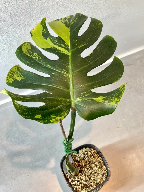 Monstera Deliciosa sport ‘green on green’ variegata - large form. Phyto included - Image 5