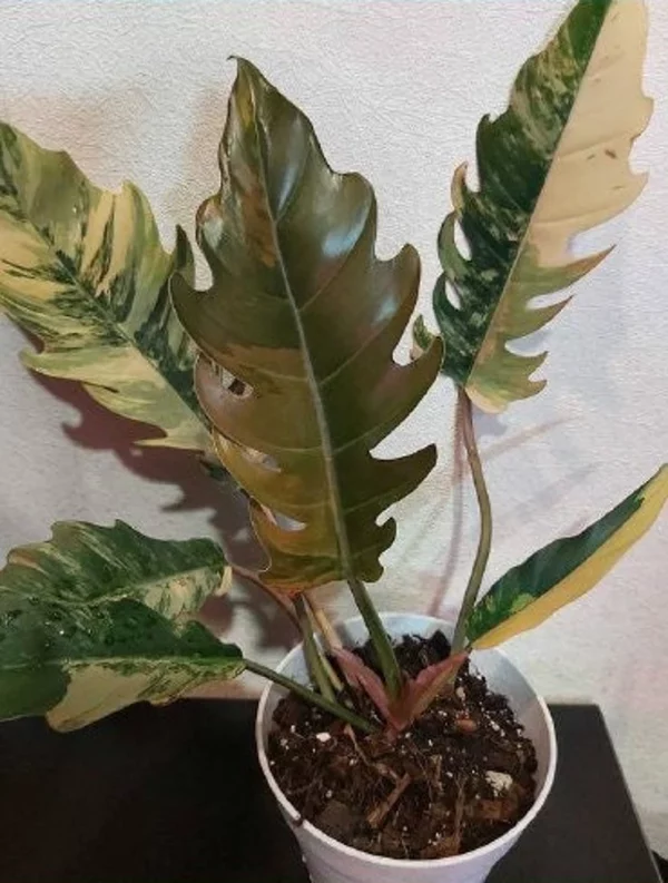 Philodendron Caramel Marble Plant Well Rooted Mother Plant