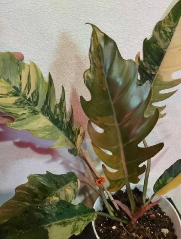 Philodendron Caramel Marble Plant Well Rooted Mother Plant - Image 6