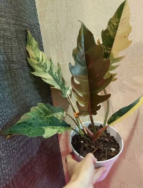 Philodendron Caramel Marble Plant Well Rooted Mother Plant