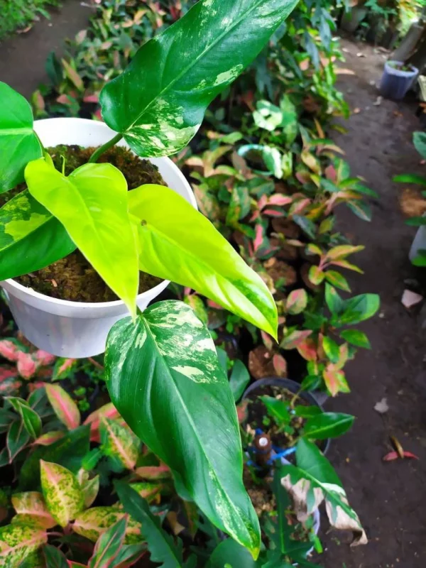 Rare *** Philodendron Domesticum Variegata Plant - Image 5