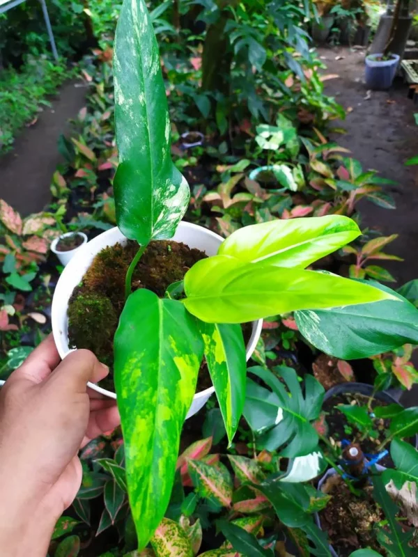 Rare *** Philodendron Domesticum Variegata Plant - Image 6