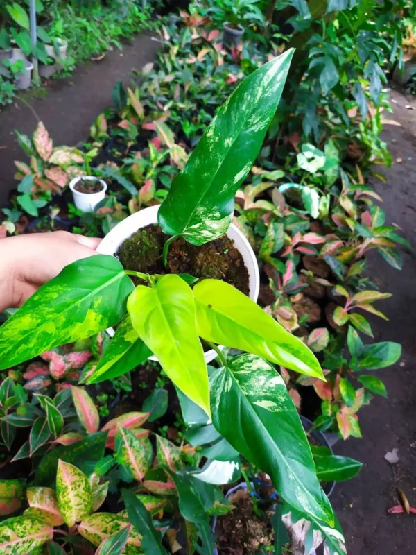 Rare *** Philodendron Domesticum Variegata Plant - Image 4