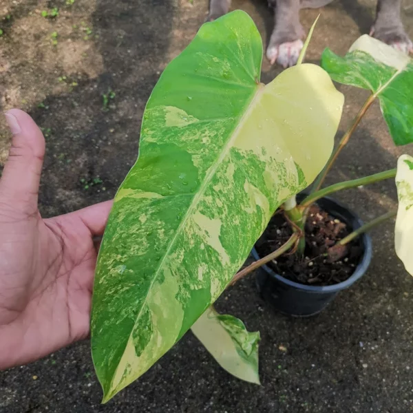 1 Pot Philodendron Domesticum Variegated Free Shipping + Phyto Home Garden Outdoor Plants Yard, Garden - Image 4