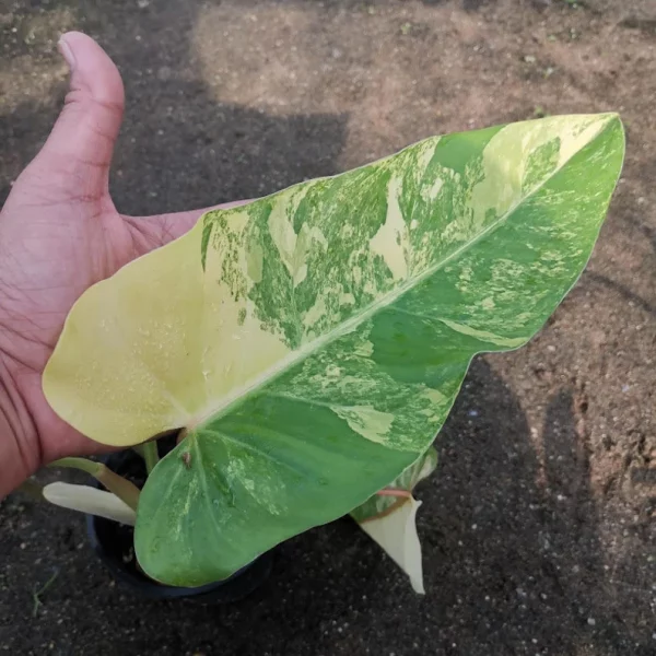 1 Pot Philodendron Domesticum Variegated Free Shipping + Phyto Home Garden Outdoor Plants Yard, Garden - Image 6