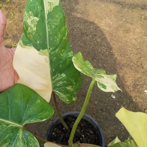 1 Pot Philodendron Domesticum Variegated Free Shipping + Phyto Home Garden Outdoor Plants Yard, Garden - Image 9