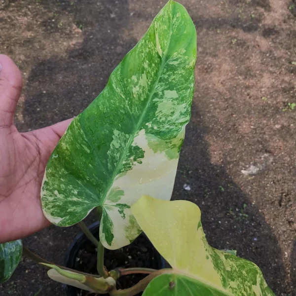 Variegated Domesticum Philodendron Free Shipping - Image 7