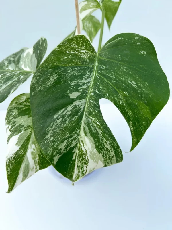 CE Monstera Albo fully rooted plant - Image 5