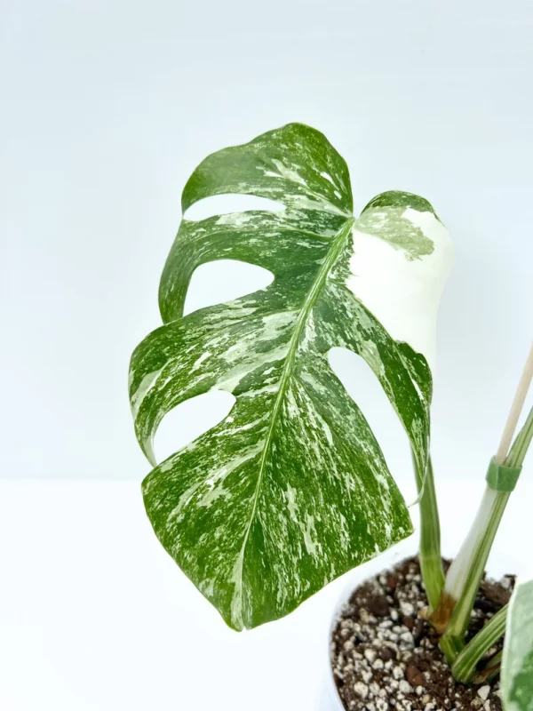 CE Monstera Albo fully rooted plant - Image 7