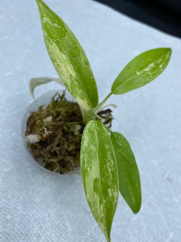 Philodendron Variegated Domesticum Babies. Fully Rooted. - Image 4