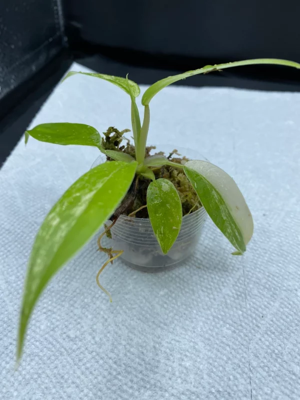 Philodendron Variegated Domesticum Babies. Fully Rooted. - Image 5