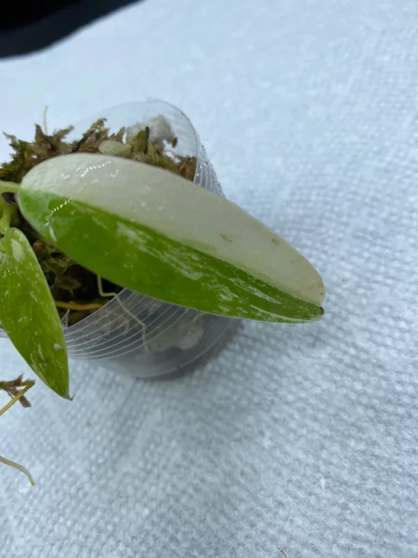 Philodendron Variegated Domesticum Babies. Fully Rooted. - Image 6