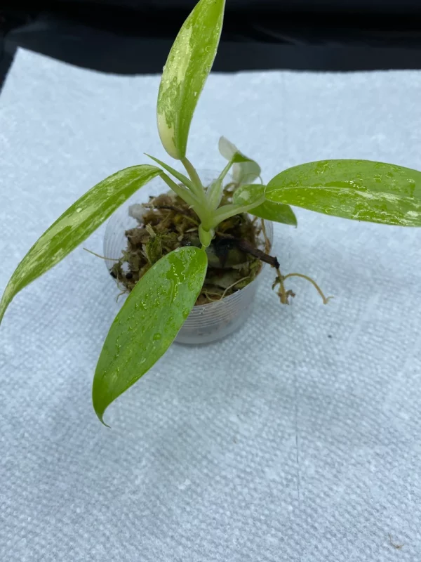 Philodendron Variegated Domesticum Babies. Fully Rooted. - Image 8