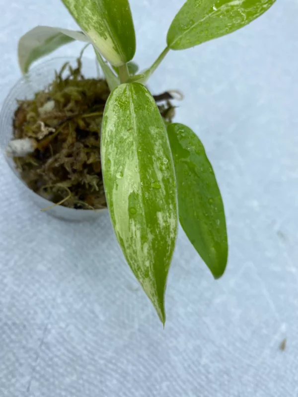 Philodendron Variegated Domesticum Babies. Fully Rooted. - Image 10