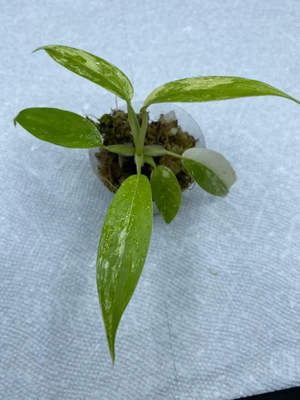 Philodendron Variegated Domesticum Babies. Fully Rooted. - Image 9