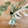 Very white: 4 Mature leafs + 1 in route - H40cm - Monstera Deliciosa variegated large form full rooted - Image 4