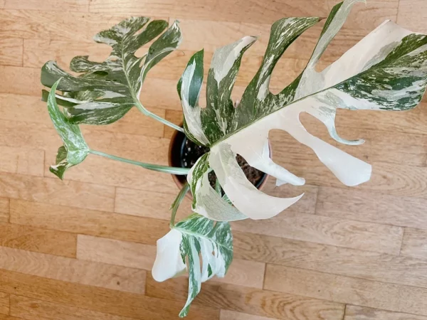 Very white: 4 Mature leafs + 1 in route - H40cm - Monstera Deliciosa variegated large form full rooted - Image 4