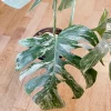 Very white: 4 Mature leafs + 1 in route - H40cm - Monstera Deliciosa variegated large form full rooted - Image 6