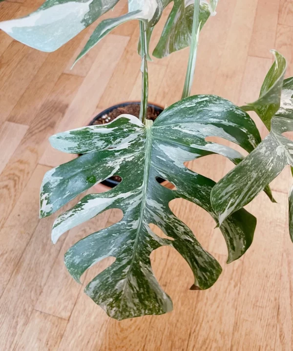 Very white: 4 Mature leafs + 1 in route - H40cm - Monstera Deliciosa variegated large form full rooted - Image 6