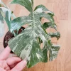 Very white: 4 Mature leafs + 1 in route - H40cm - Monstera Deliciosa variegated large form full rooted - Image 8