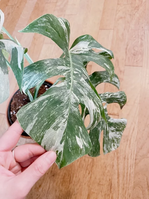 Very white: 4 Mature leafs + 1 in route - H40cm - Monstera Deliciosa variegated large form full rooted - Image 8