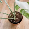Very white: 4 Mature leafs + 1 in route - H40cm - Monstera Deliciosa variegated large form full rooted - Image 10