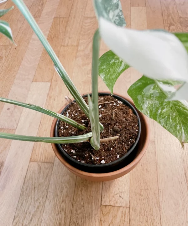 Very white: 4 Mature leafs + 1 in route - H40cm - Monstera Deliciosa variegated large form full rooted - Image 10