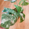 Very white: 4 Mature leafs + 1 in route - H40cm - Monstera Deliciosa variegated large form full rooted - Image 2