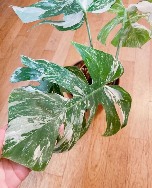 Very white: 4 Mature leafs + 1 in route - H40cm - Monstera Deliciosa variegated large form full rooted - Image 2