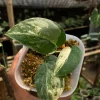 Scindapsus Jade Satin White Albo Variegated Rare
