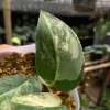 Scindapsus Jade Satin White Albo Variegated Rare - Image 2