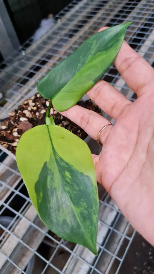 Philodendron bipennifolium Variegated / violin Variegated