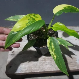 Rare *** Philodendron Domesticum Variegated Plant