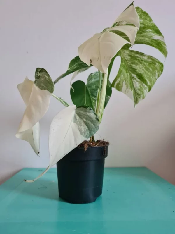 Highly variegated Monstera albo varigata - Image 10