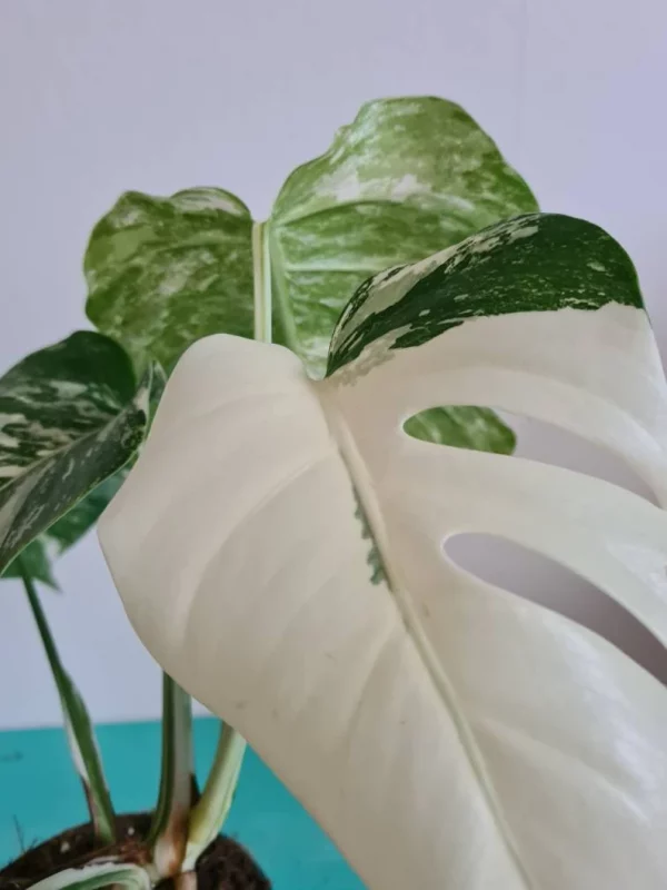 Highly variegated Monstera albo varigata - Image 9