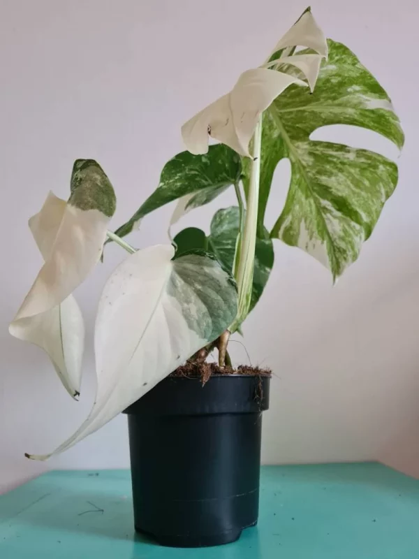 Highly variegated Monstera albo varigata - Image 6