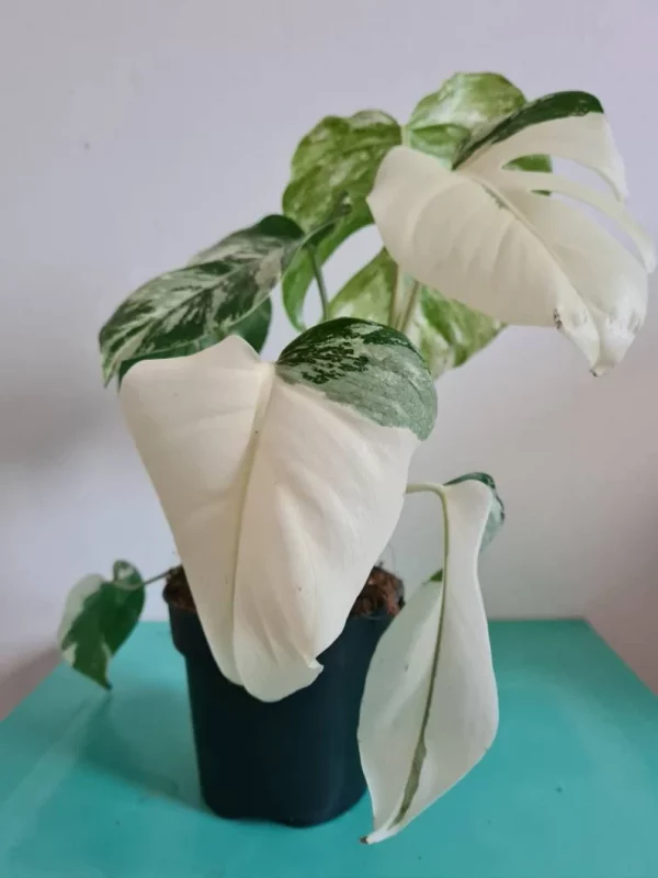 Highly variegated Monstera albo varigata - Image 11