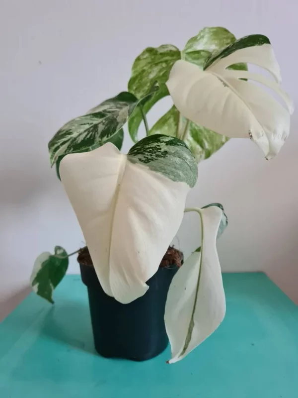 Highly variegated Monstera albo varigata - Image 7