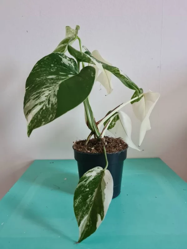 Highly variegated Monstera albo varigata - Image 8