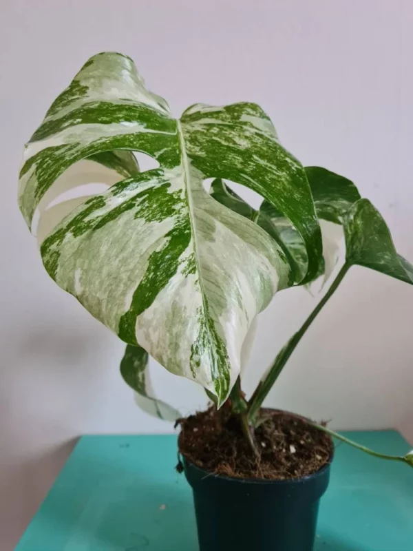 Highly variegated Monstera albo varigata - Image 2