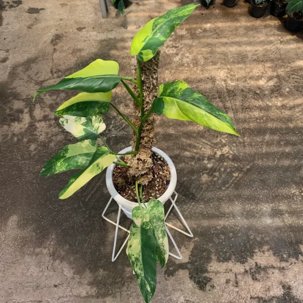 Philodendron Domesticum Variegated - Image 2