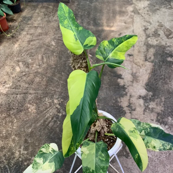 Philodendron Domesticum Variegated - Image 3