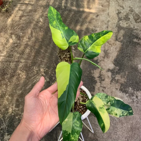 Philodendron Domesticum Variegated - Image 4