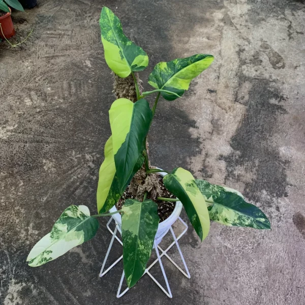 Philodendron Domesticum Variegated