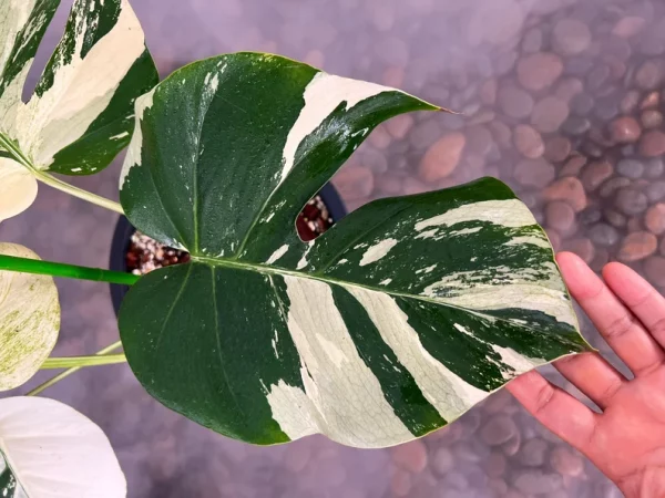 Rare Monstera Mint Deliciosa Borsigiana Variegata Live Plant Fully Rooted 4 Leaves - Image 4