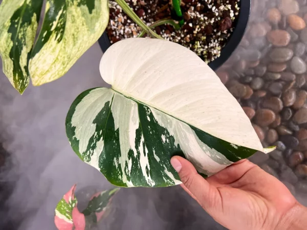 Rare Monstera Mint Deliciosa Borsigiana Variegata Live Plant Fully Rooted 4 Leaves - Image 6